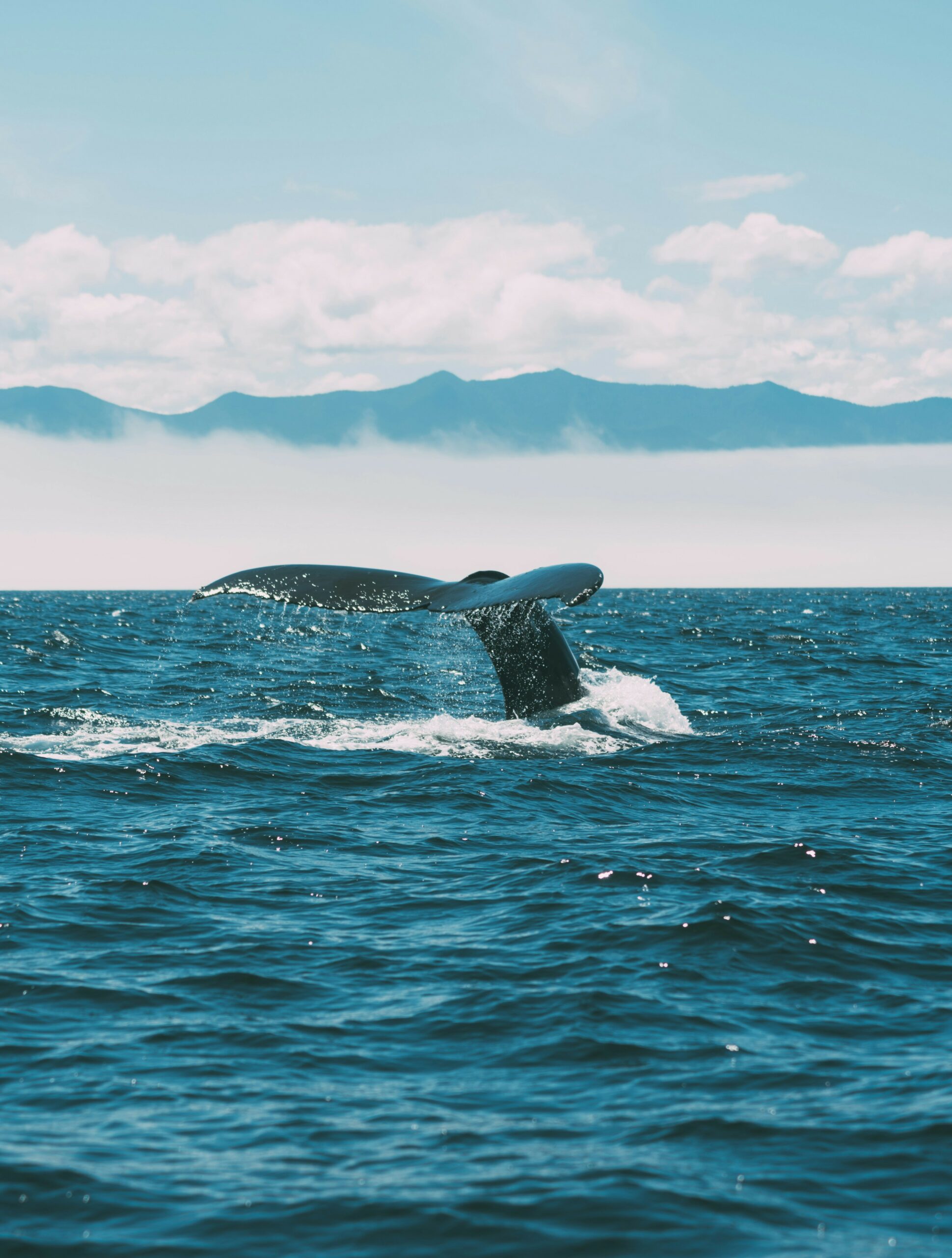avistar ballenas