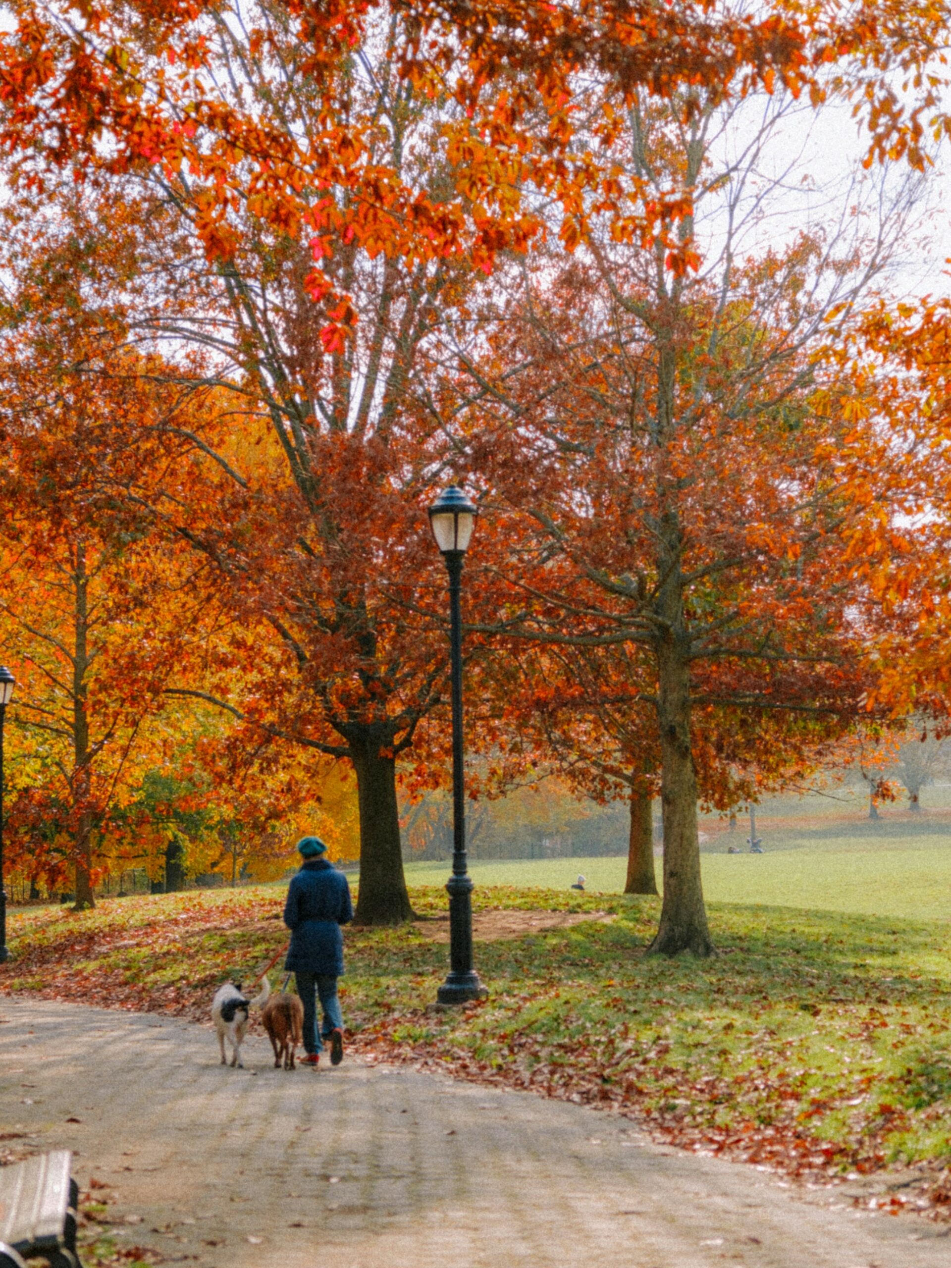 otoño en central park